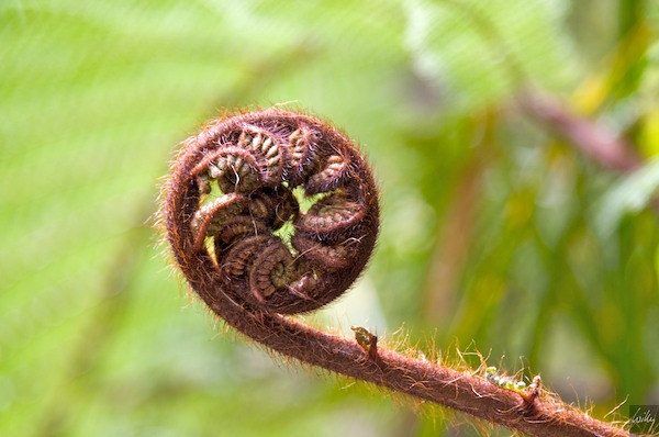 NewZealand 09 10  018